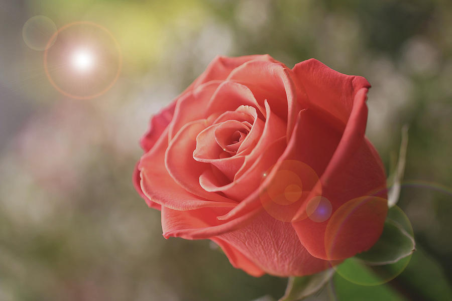 Joyful Rose Photograph by Vanessa Thomas