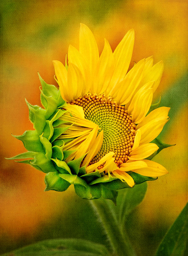 Joyful Sunflower Photograph by Carolyn Derstine