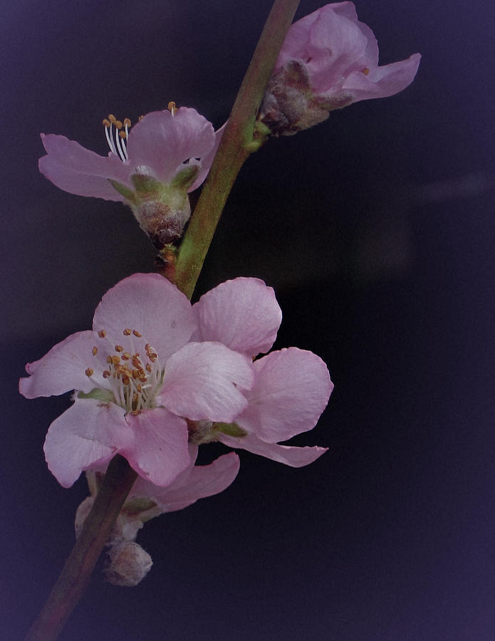 Joyous Almond Blossom Photograph by Richard Cummings
