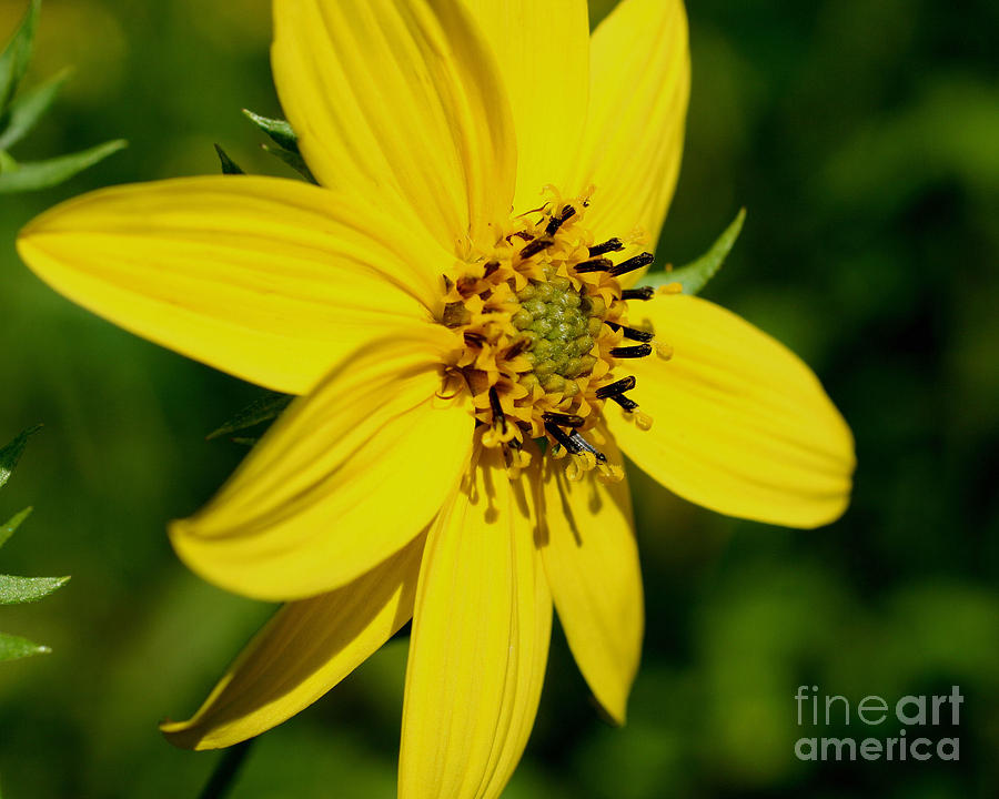 Joyous Sunflower Photograph by Smilin Eyes Treasures