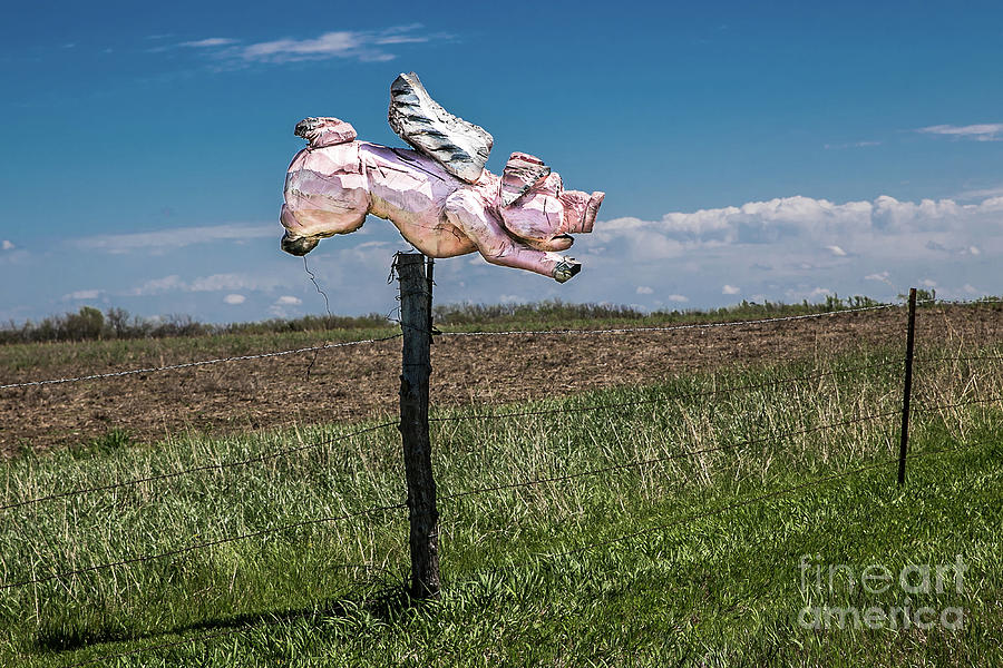 When Pigs Fly Photograph by Lynn Sprowl