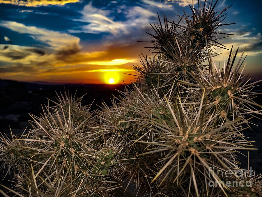 JT National Park Sunset Photograph by Chris Tarpening