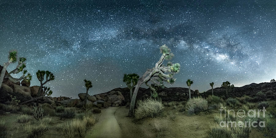 JTNP Under the Milky Way Photograph by Lisa Manifold
