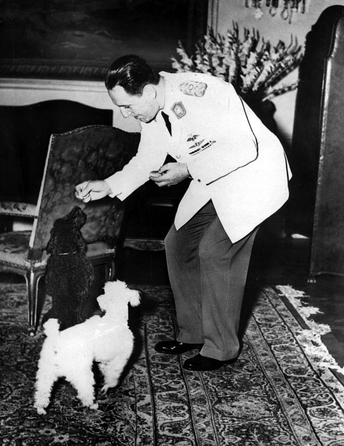 Juan Peron With His Toy Poodles, 1952 Photograph by Everett Juan Peron With His Toy Poodles, 1952 Photograph by Everett