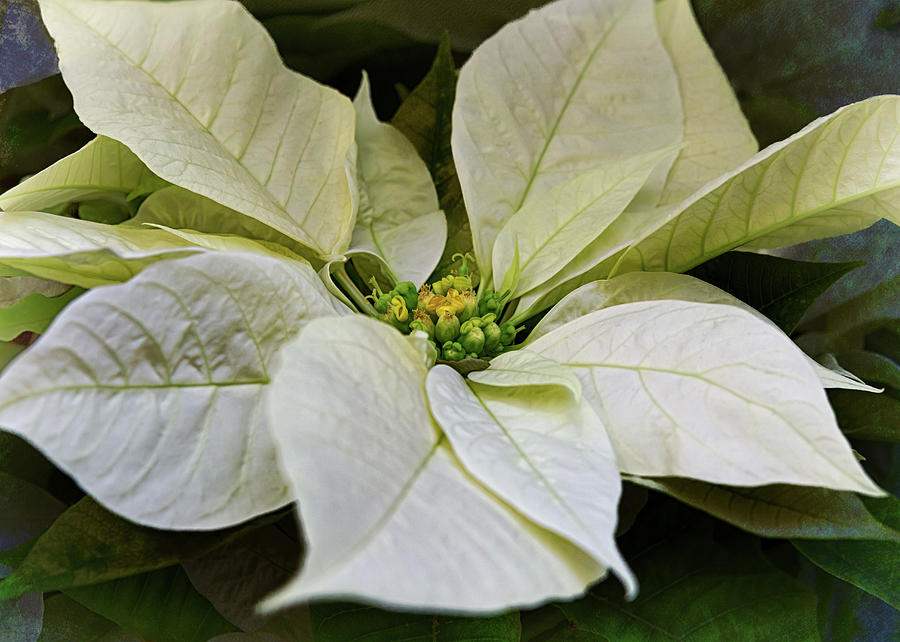 Jubilee White Poinsetta Photograph by Susan Rissi Tregoning