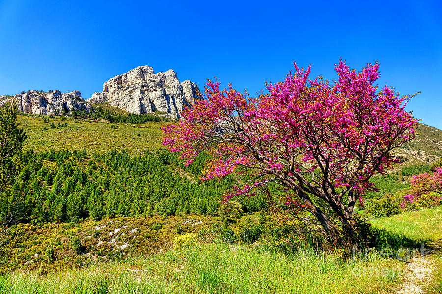 Judas Tree in Sainte Baume Photograph by Olivier Le Queinec