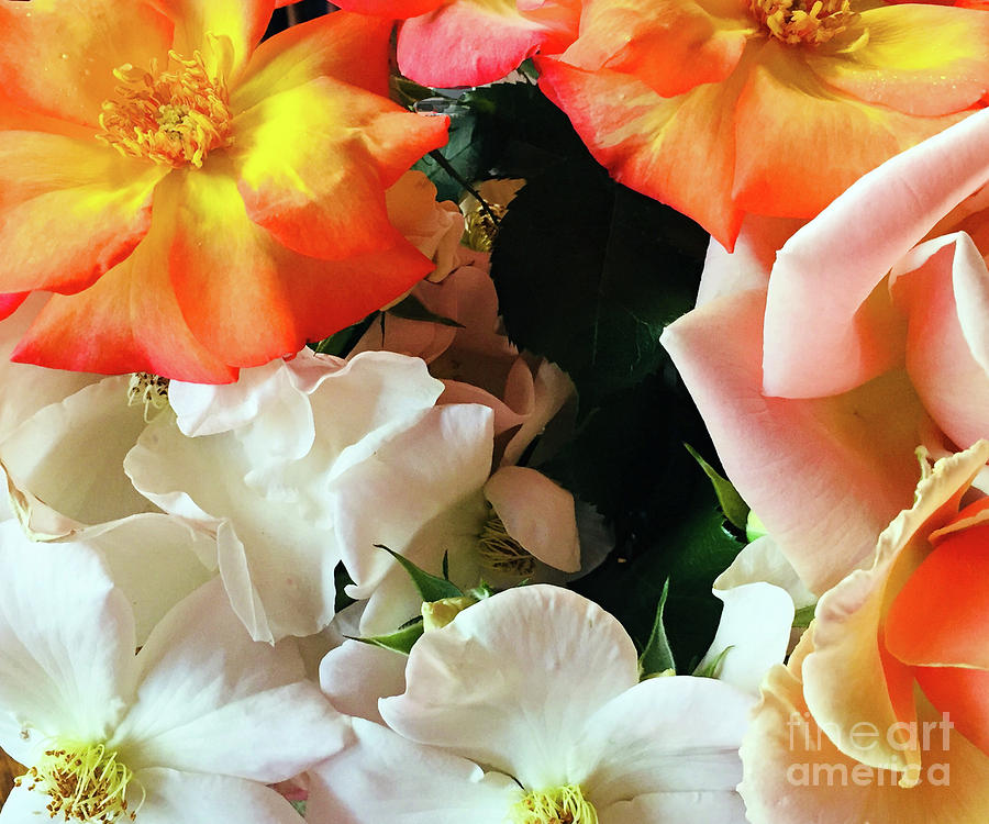 Judiths Roses Photograph by Paula Joy Welter