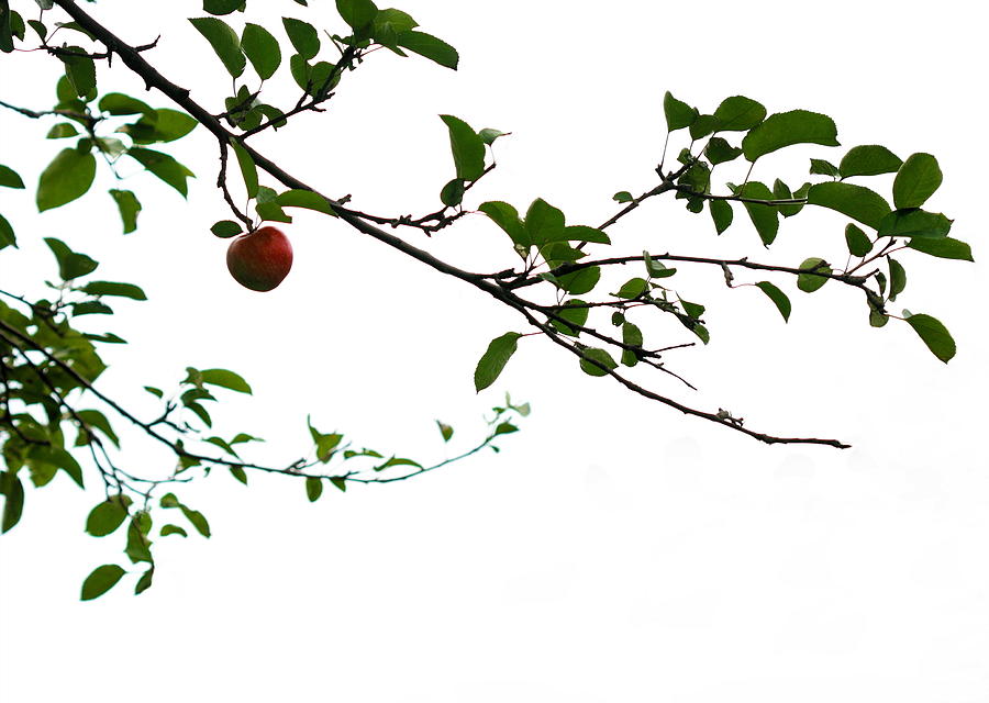 Juicy   A Tempting Photograph Of A Tasty Ripe Red Apple On A Tree Photograph