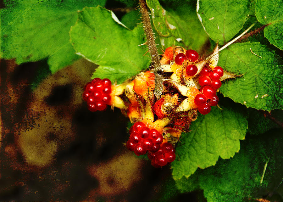 Raspberry Photograph - Juicy Delicious Wild Raspberies by Carol Senske