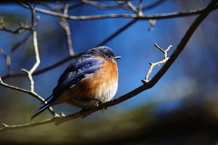 Juicy Male Eastern Bluebird Photograph by Robert L Jackson