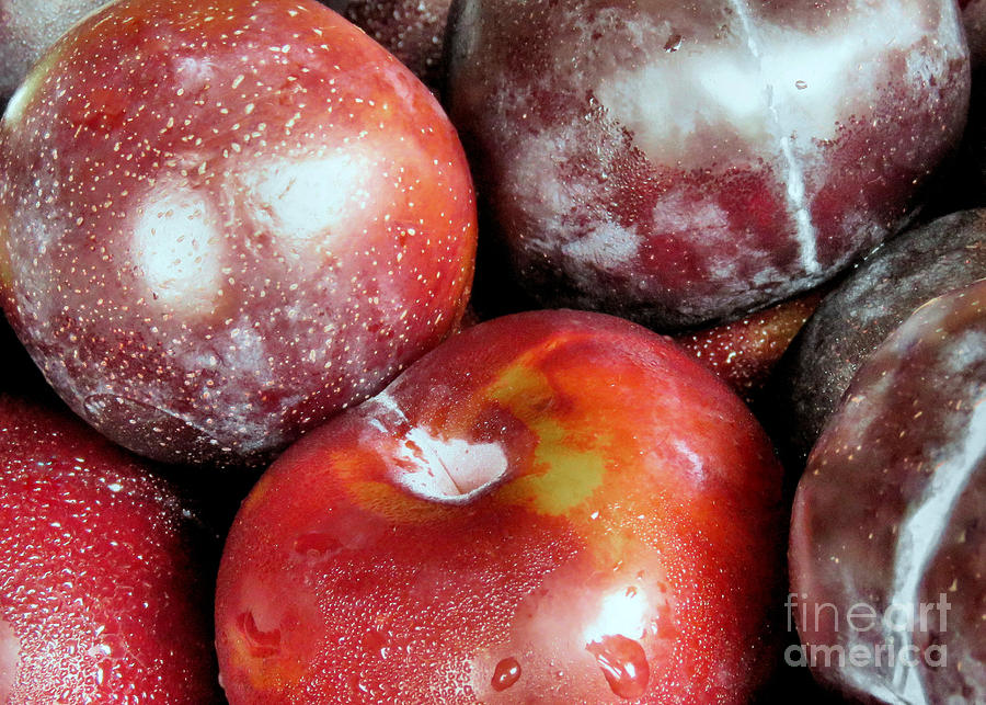 Juicy Plums Photograph by Janice Drew