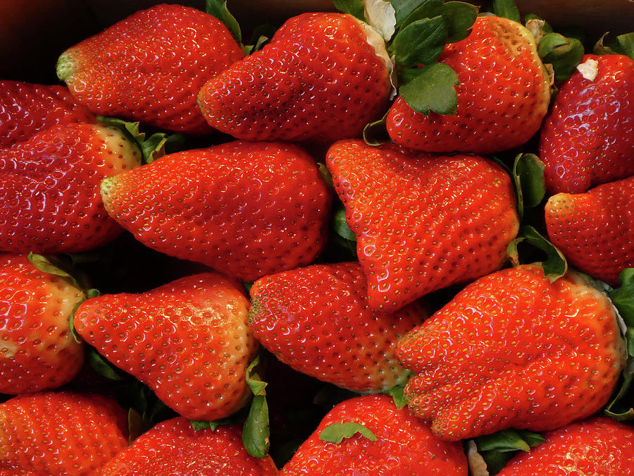 Juicy Red Ripe Strawberries Photograph by Marcia Socolik