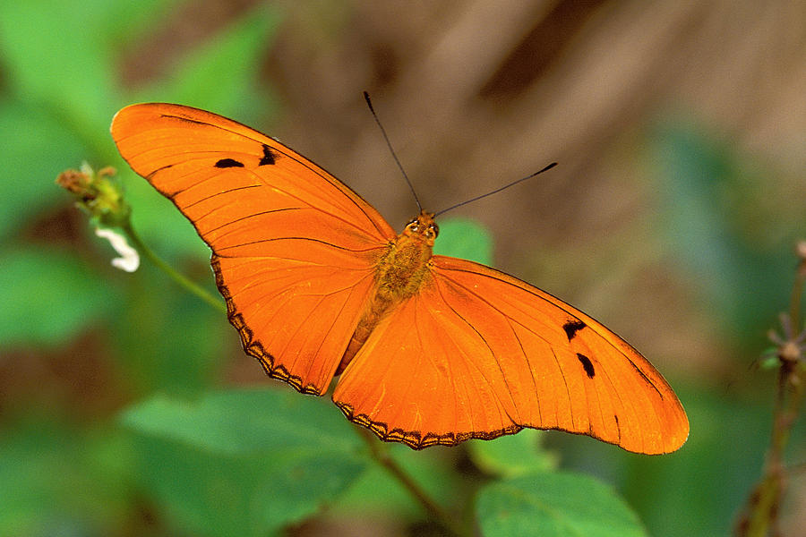 Julia Butterfly Photograph by Alan Lenk