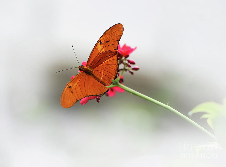 Julia Butterfly Dream Photograph by Karen Adams