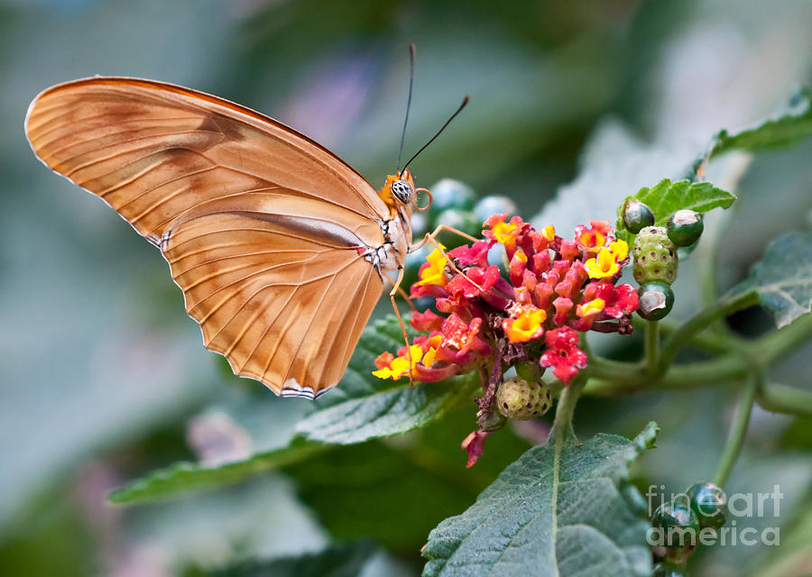 Julia Butterfly Photograph by Eddie Yerkish