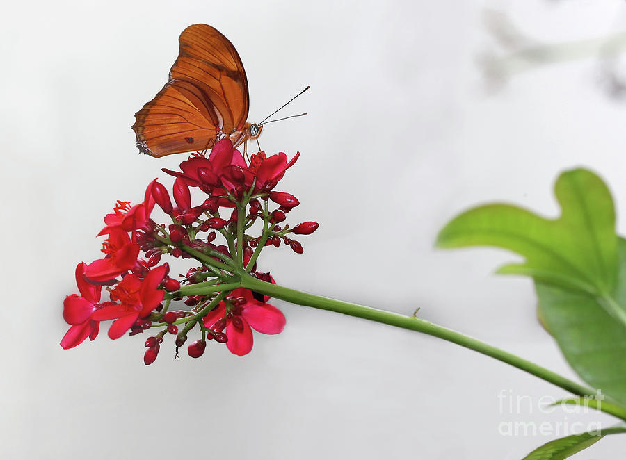 Julia Butterfly Elegance Photograph by Karen Adams