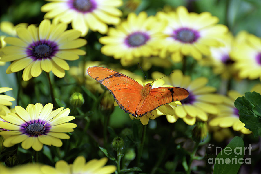 Julia Butterfly I Photograph by Denise Bruchman