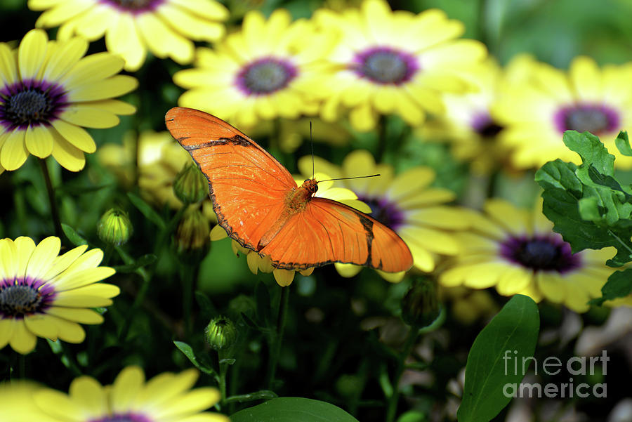 Julia Butterfly in Yellow Flowers II Photograph by Denise Bruchman