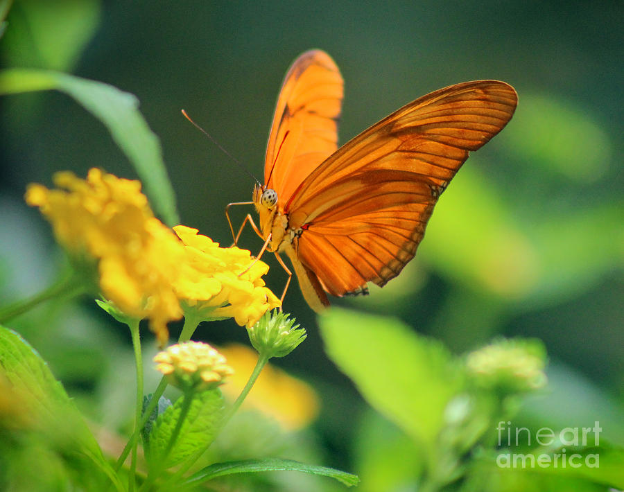 Julia Butterfly Photograph by Karen Adams