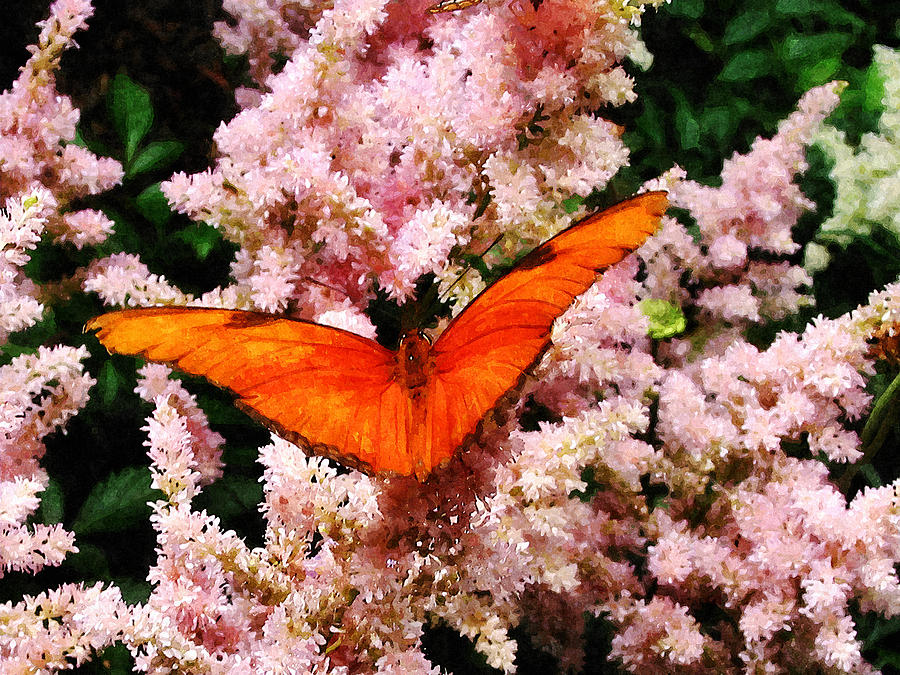 Julia Butterfly on Pink Flowers Photograph by Susan Savad