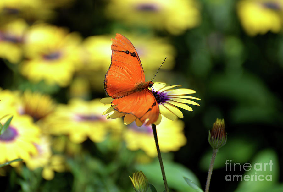 Julia Butterfly on Yellow Flower Photograph by Denise Bruchman