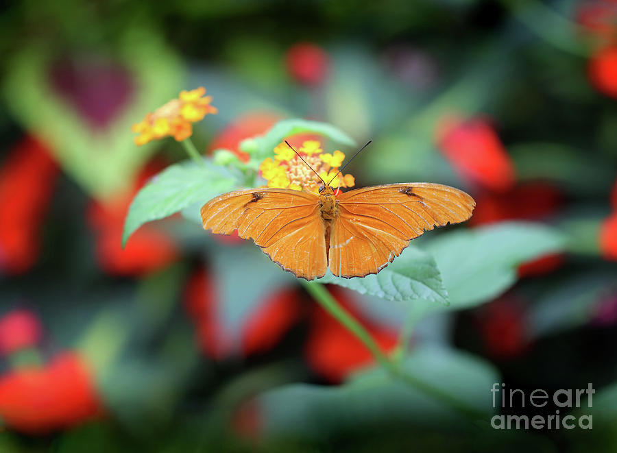 Julia Butterfly on Yellow Lantana Photograph by Karen Adams