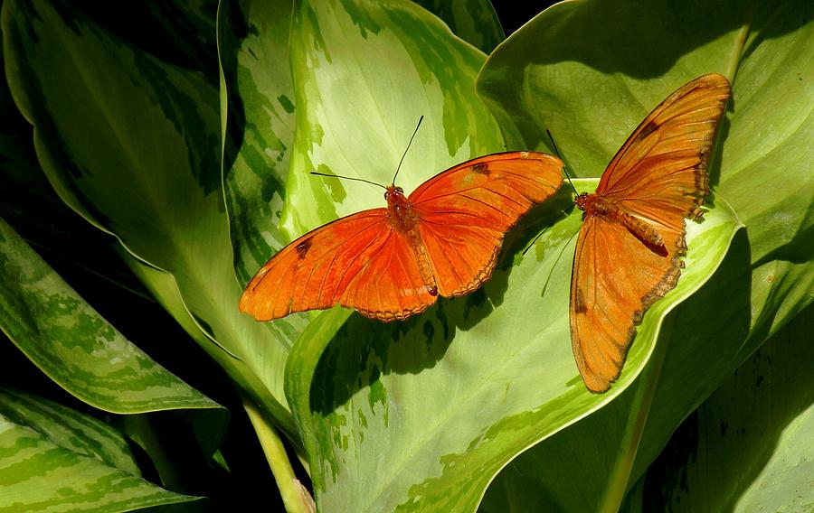Julia Butterfly Pair Photograph by Rosalie Scanlon