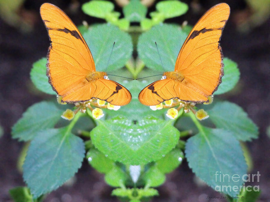 Julia Butterfly Reflection Photograph by Sandra Huston