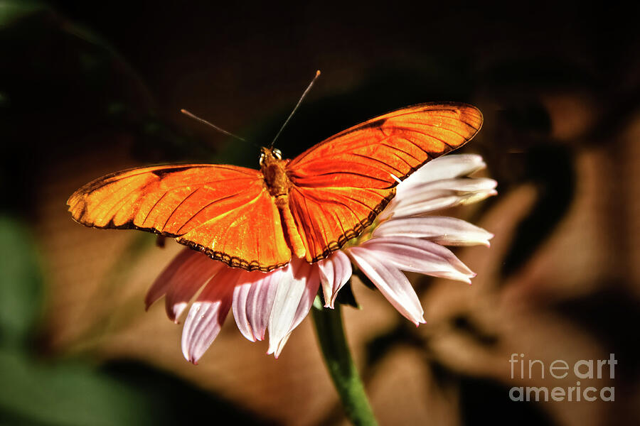 Julia Butterfly Photograph by Robert Bales
