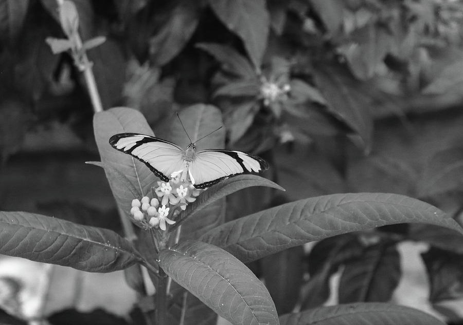 Julia Heliconian Longwing Monochrome Photograph by Jeff Townsend