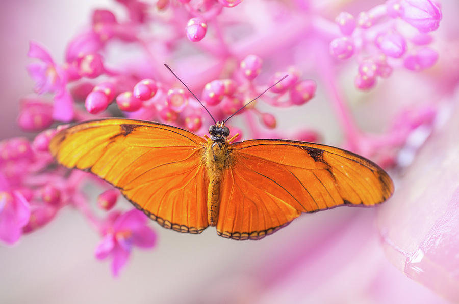 Julia Heliconian On Pink Flowers. Tropical Butterflies Photograph
