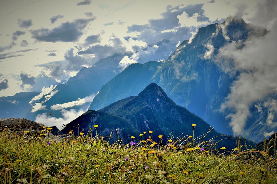 Julian Alps Wildflowers Photograph by Mark Mitchell