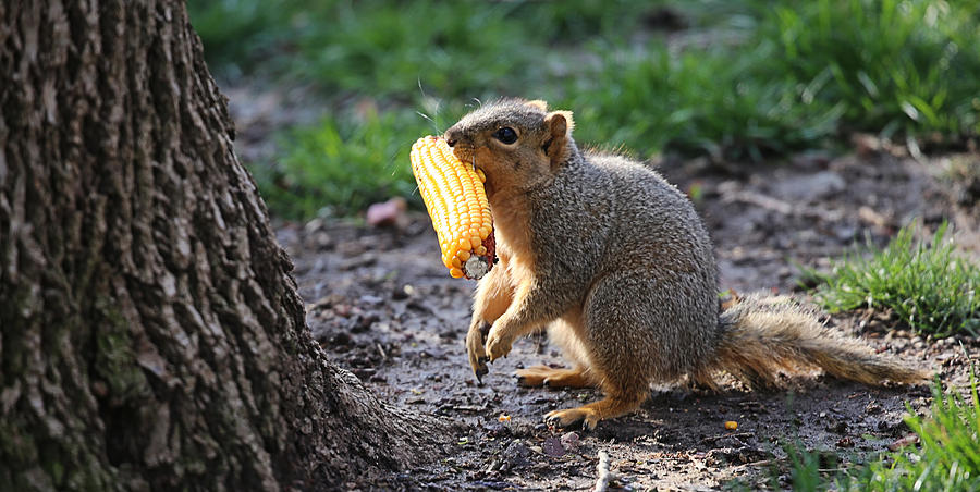 Julian Squirrel With Corn Photograph by Theresa Campbell
