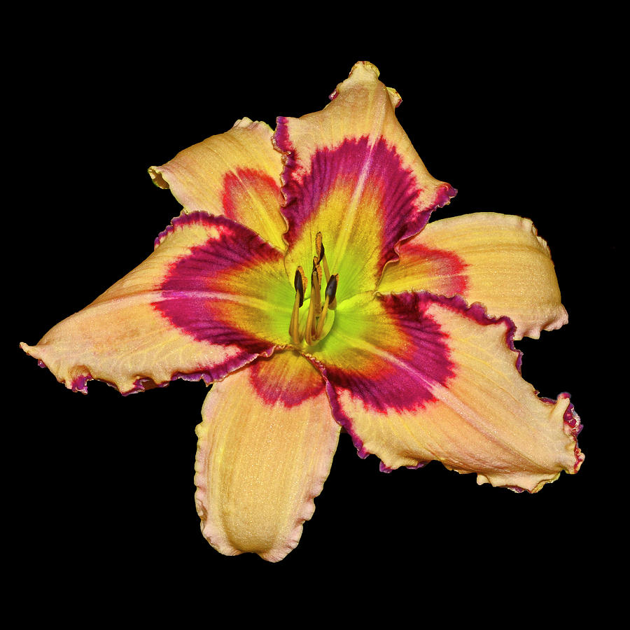 Julie Newmar Daylily 001 Photograph by George Bostian