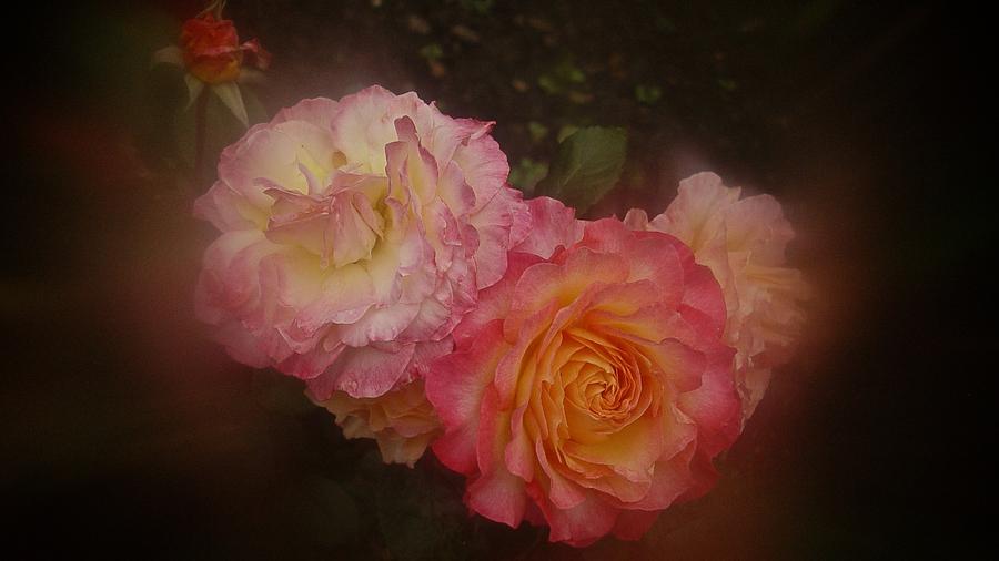 July 2016 Roses No. 1 Photograph by Richard Cummings