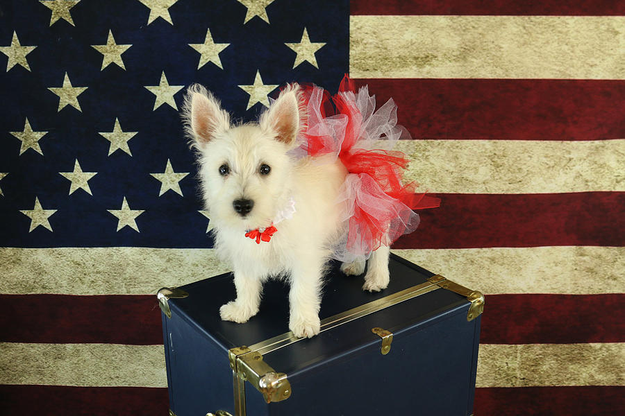 July 4th Westie Photograph by Amanda Stadther