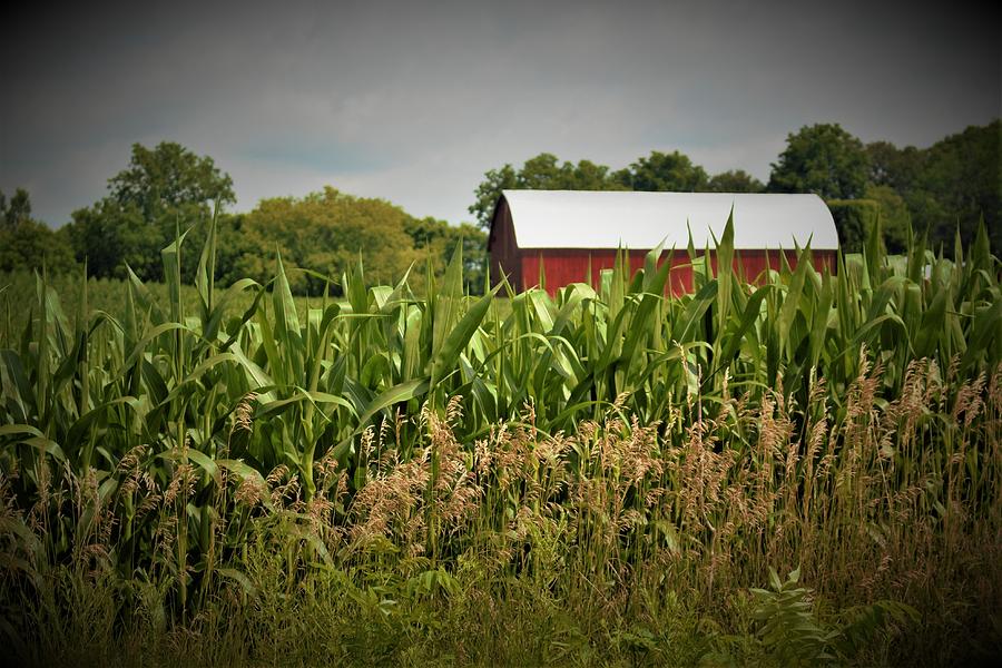 0020 - July Corn Photograph by Sheryl L Sutter