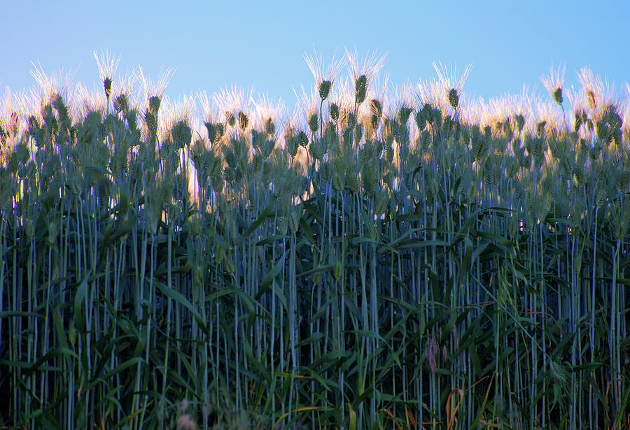 July Crops Photograph by Doug Davidson