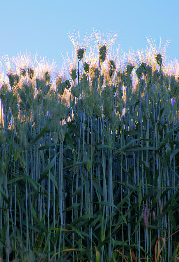 July Crops II Photograph by Doug Davidson