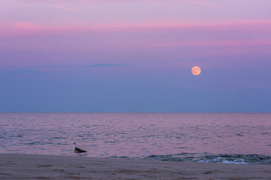 July Full Moon 2016 Lavallette NJ Photograph by Terry DeLuco - Fine Art ...
