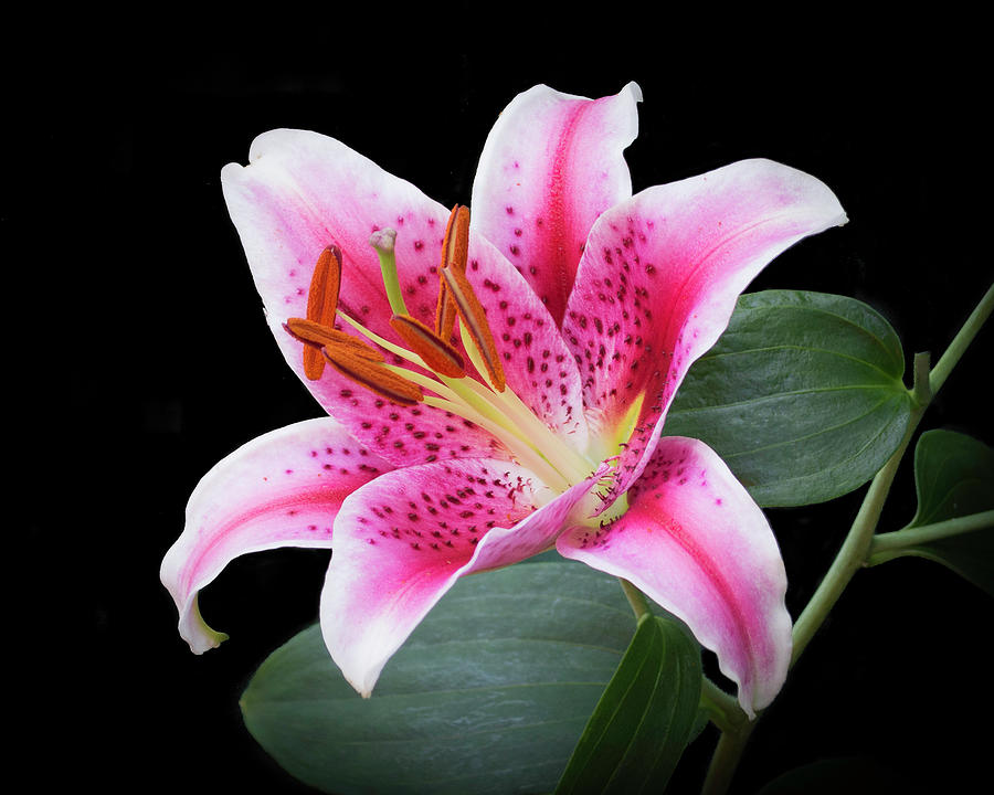 July Stargazer Lily Photograph by Kenneth Cole