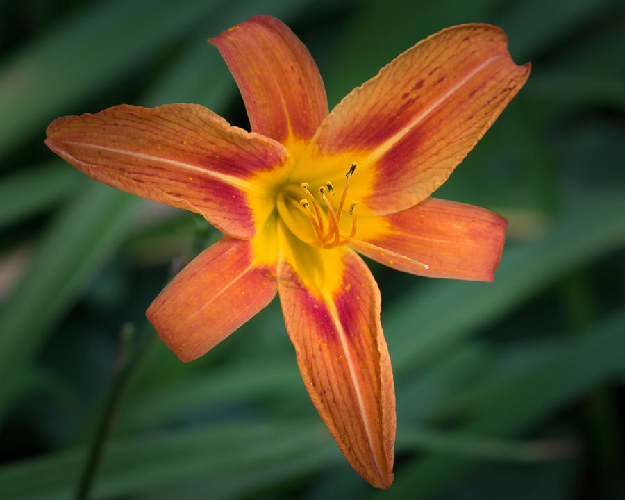 July Tiger Lily Photograph