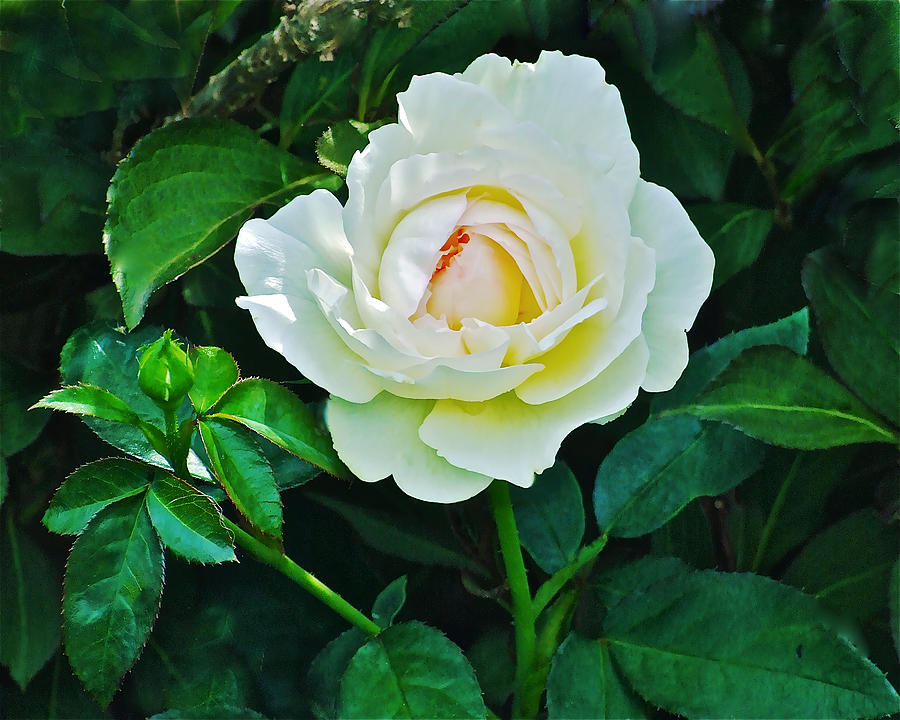 July White Rose Photograph by Janis Senungetuk