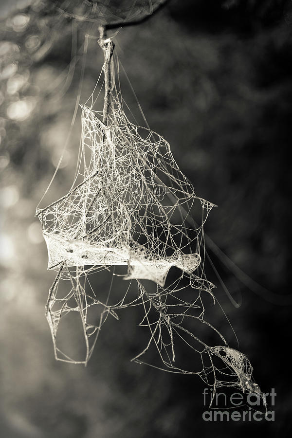 Jumbled Spider Web Photograph by Edward Fielding