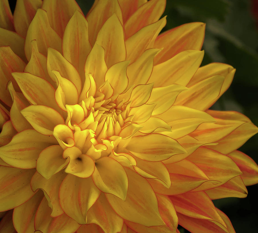 Jumbo yellow dahlia Photograph by Ludi D | Fine Art America