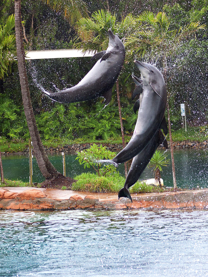 Jump And Twist Dolphin Show Photograph by Miroslava Jurcik