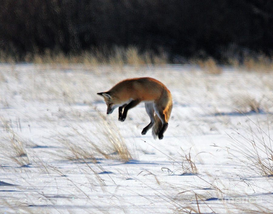 Wildlife Photograph - Jump by Brad Christensen