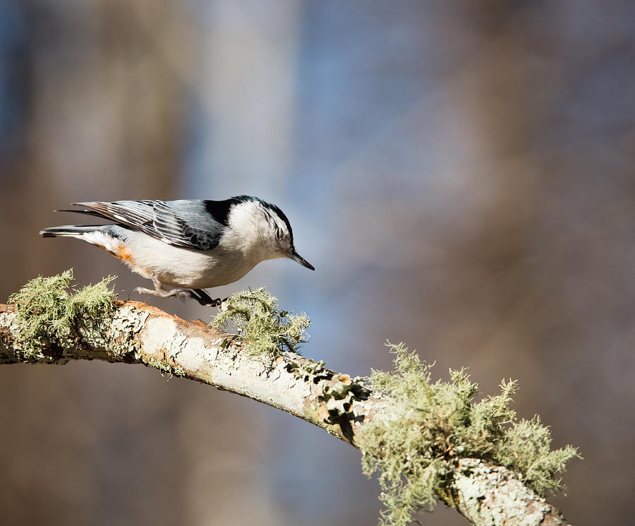 Jump - White-breasted Nuthatch Photograph by Christy Cox