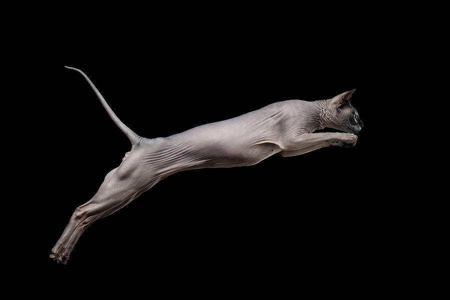 Unique Photograph - Jumped Sphynx Cat Isolated on black by Sergey Taran