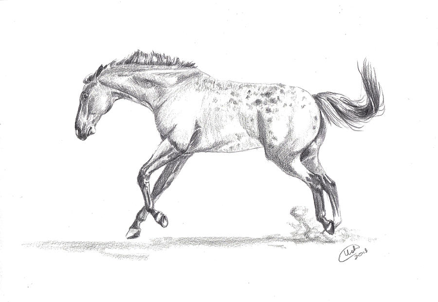 Horse Drawing - Jumping Around by Kate Black